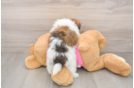 Funny Shih Pom Designer Pup