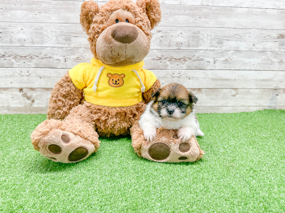 Petite Shih Pom Designer Pup