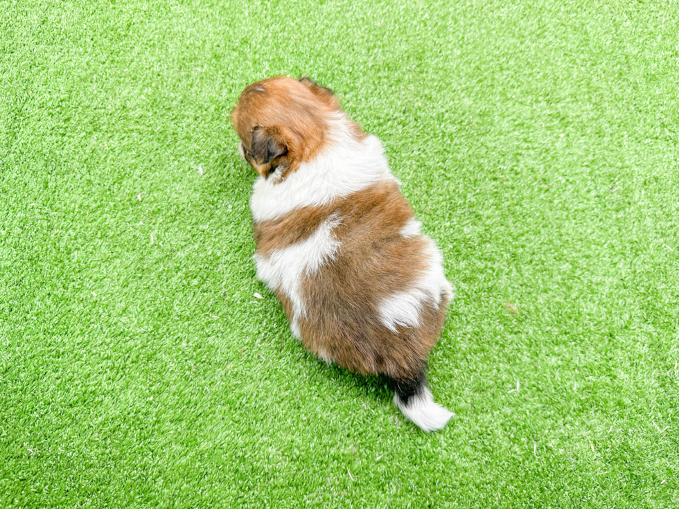 Shih Pom Pup Being Cute