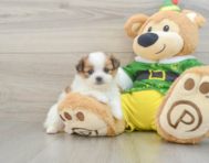 6 week old Shih Pom Puppy For Sale - Windy City Pups