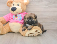 7 week old Shih Pom Puppy For Sale - Windy City Pups