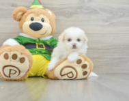 6 week old Shih Pom Puppy For Sale - Windy City Pups