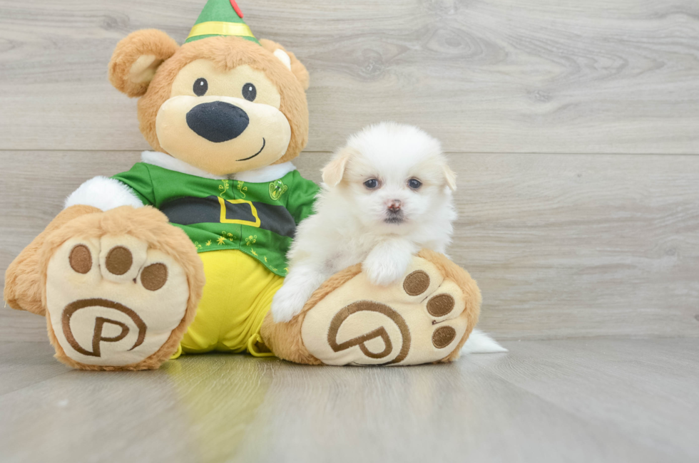 6 week old Shih Pom Puppy For Sale - Windy City Pups