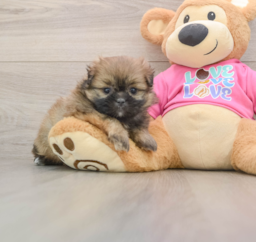 5 week old Shih Pom Puppy For Sale - Windy City Pups
