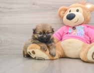 6 week old Shih Pom Puppy For Sale - Windy City Pups