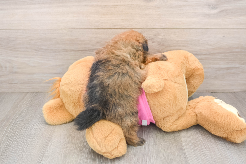 Fluffy Shih Pom Designer Pup