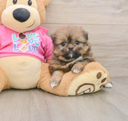6 week old Shih Pom Puppy For Sale - Windy City Pups