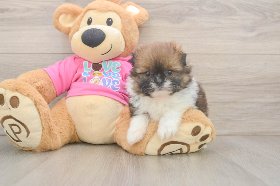 5 week old Shih Pom Puppy For Sale - Windy City Pups
