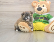 5 week old Shih Pom Puppy For Sale - Windy City Pups
