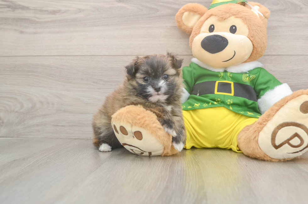 5 week old Shih Pom Puppy For Sale - Windy City Pups