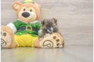 Playful Pomshi Designer Puppy