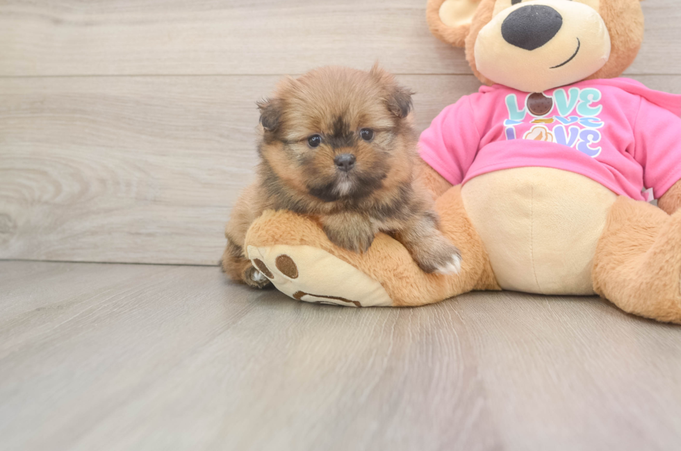 5 week old Shih Pom Puppy For Sale - Windy City Pups