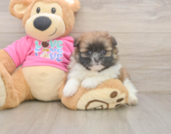 6 week old Shih Pom Puppy For Sale - Windy City Pups