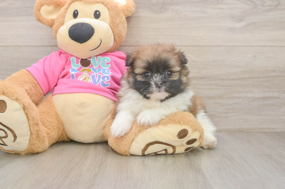 5 week old Shih Pom Puppy For Sale - Windy City Pups
