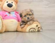 6 week old Shih Pom Puppy For Sale - Windy City Pups