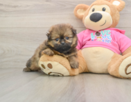 6 week old Shih Pom Puppy For Sale - Windy City Pups