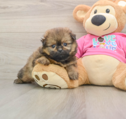 7 week old Shih Pom Puppy For Sale - Windy City Pups