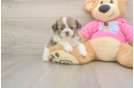 Funny Shih Pom Designer Pup