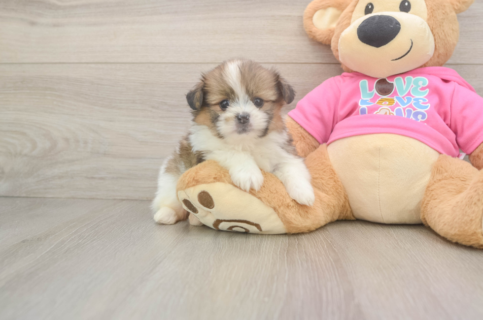 5 week old Shih Pom Puppy For Sale - Windy City Pups