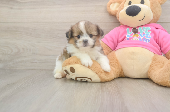 Funny Shih Pom Designer Pup