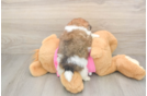Best Shih Pom Baby