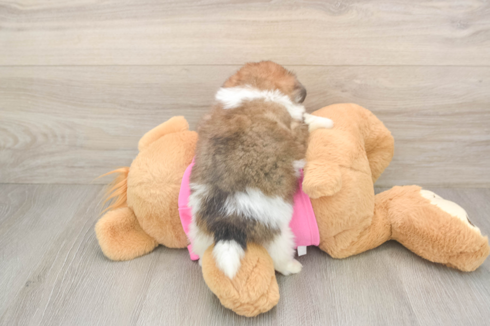 Best Shih Pom Baby