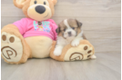 Popular Shih Pom Designer Pup