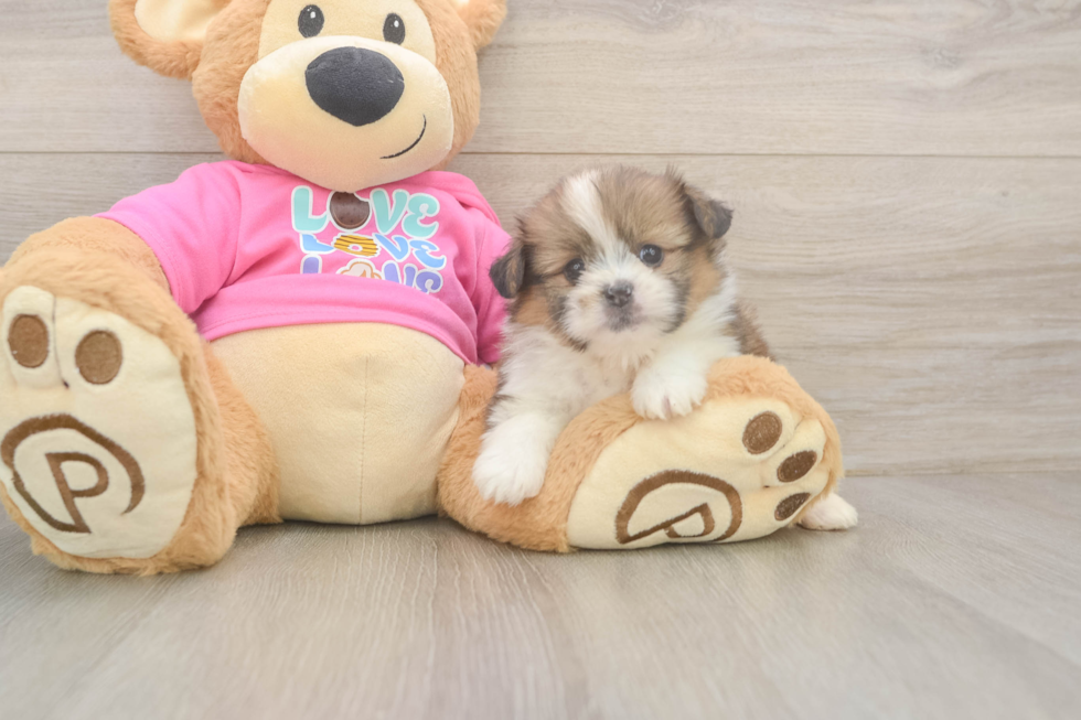 Popular Shih Pom Designer Pup