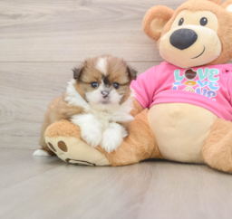 5 week old Shih Pom Puppy For Sale - Windy City Pups
