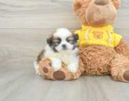 6 week old Shih Pom Puppy For Sale - Windy City Pups