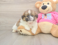 6 week old Shih Pom Puppy For Sale - Windy City Pups
