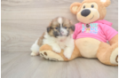 Shih Pom Puppy for Adoption