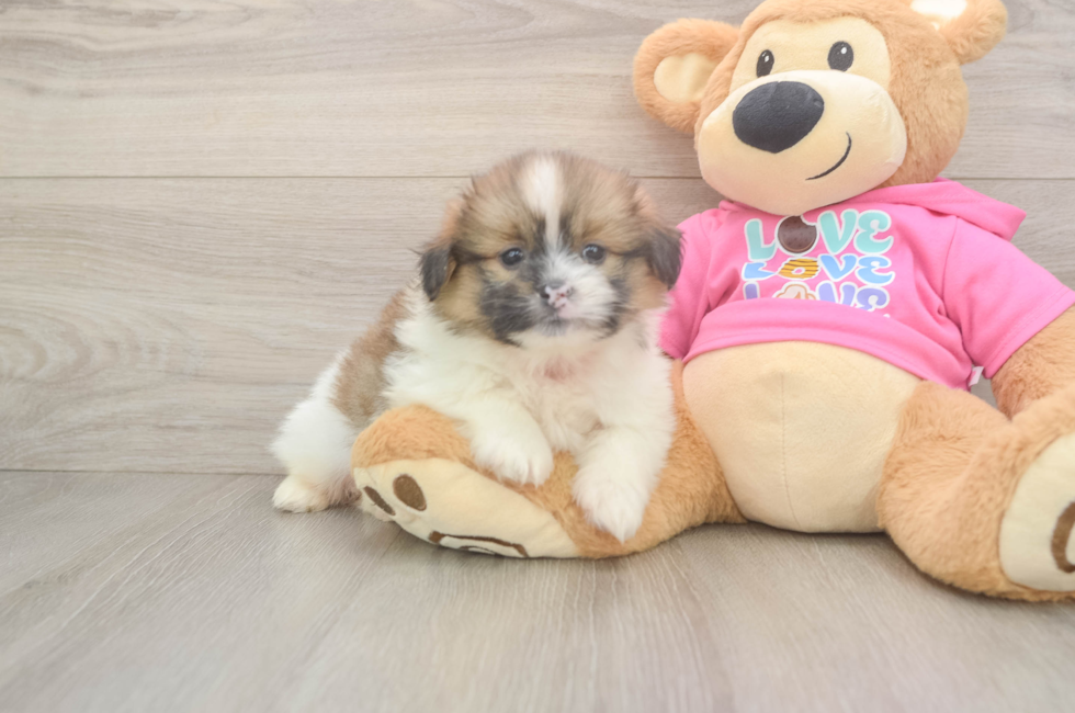 5 week old Shih Pom Puppy For Sale - Windy City Pups