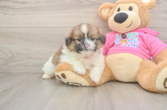 Shih Pom Puppy for Adoption