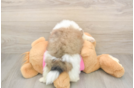 Best Shih Pom Baby