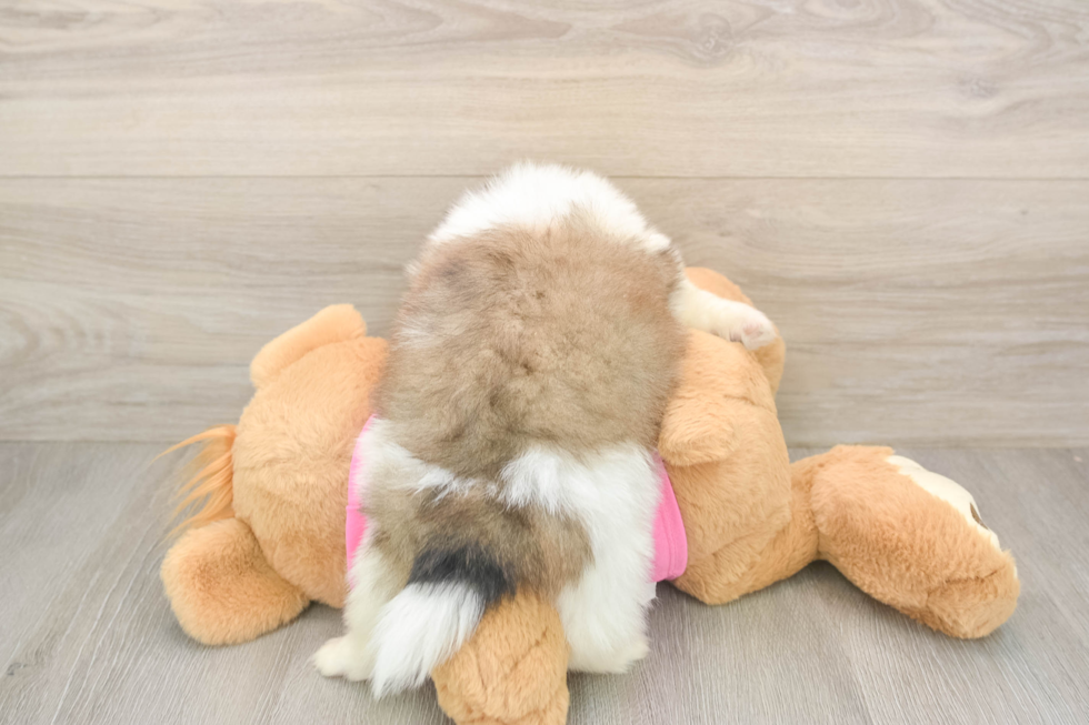 Best Shih Pom Baby