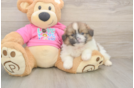 Shih Pom Pup Being Cute