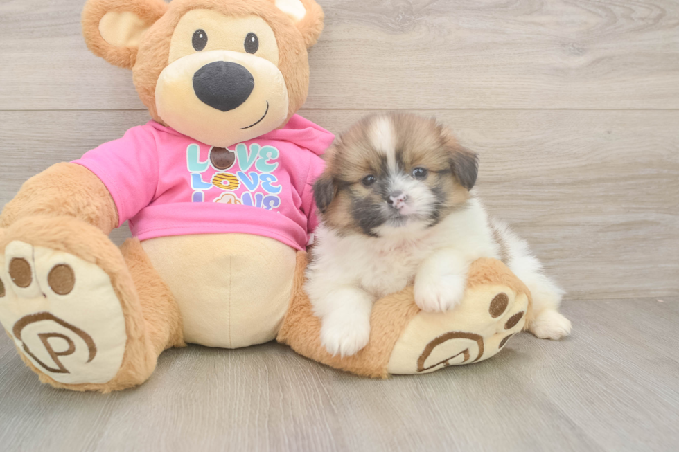 Shih Pom Pup Being Cute