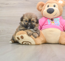 5 week old Shih Pom Puppy For Sale - Windy City Pups