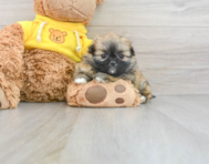 7 week old Shih Pom Puppy For Sale - Windy City Pups