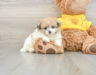 6 week old Shih Pom Puppy For Sale - Windy City Pups