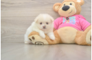 Petite Shih Pom Designer Pup
