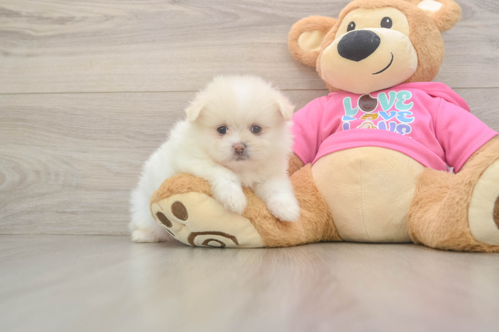 Petite Shih Pom Designer Pup