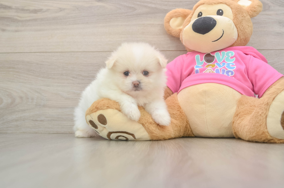 5 week old Shih Pom Puppy For Sale - Windy City Pups