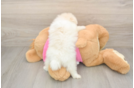 Best Shih Pom Baby