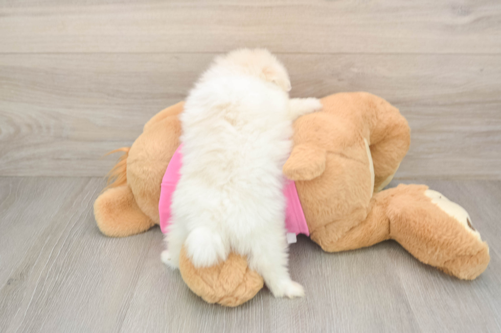 Best Shih Pom Baby
