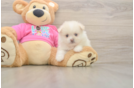 Fluffy Shih Pom Designer Pup