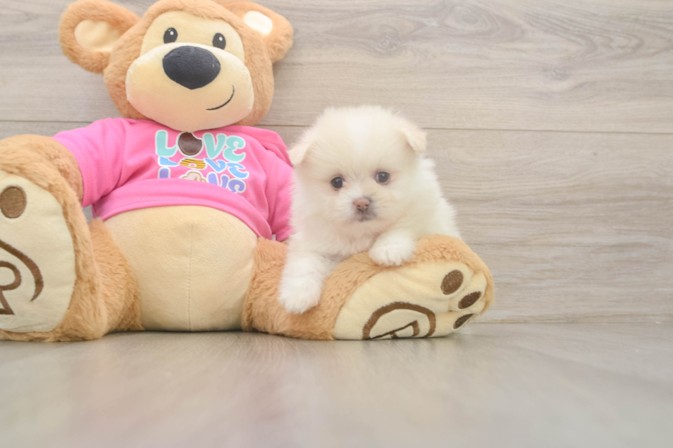 Fluffy Shih Pom Designer Pup