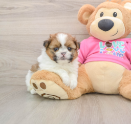 6 week old Shih Pom Puppy For Sale - Windy City Pups