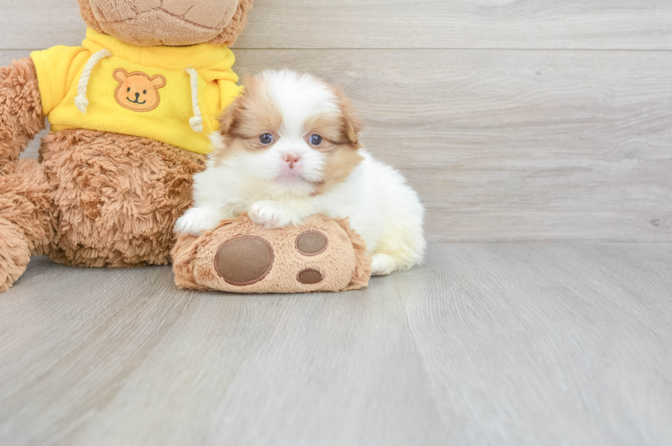 6 week old Shih Pom Puppy For Sale - Windy City Pups